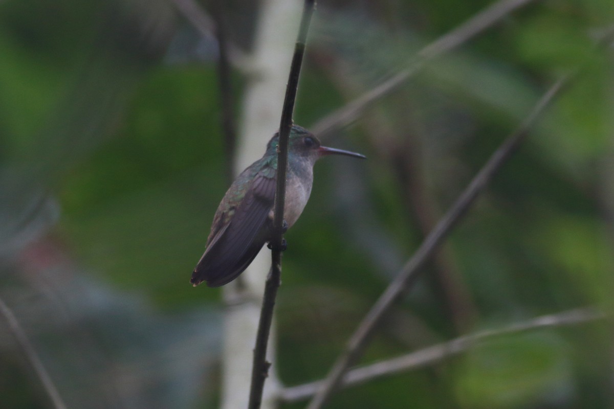 Blue-chested Hummingbird - ML353187651