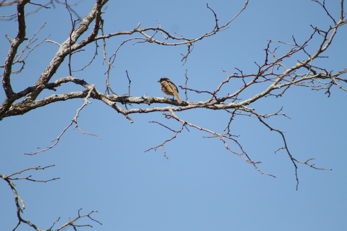 Carolina Wren - ML353187661