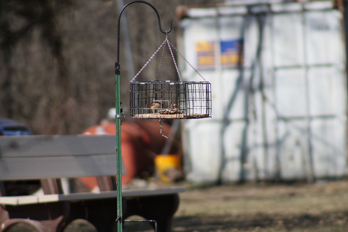 Carolina Wren - ML353187681