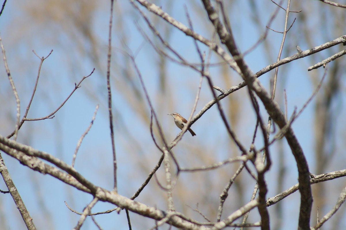 Carolina Wren - ML353187691