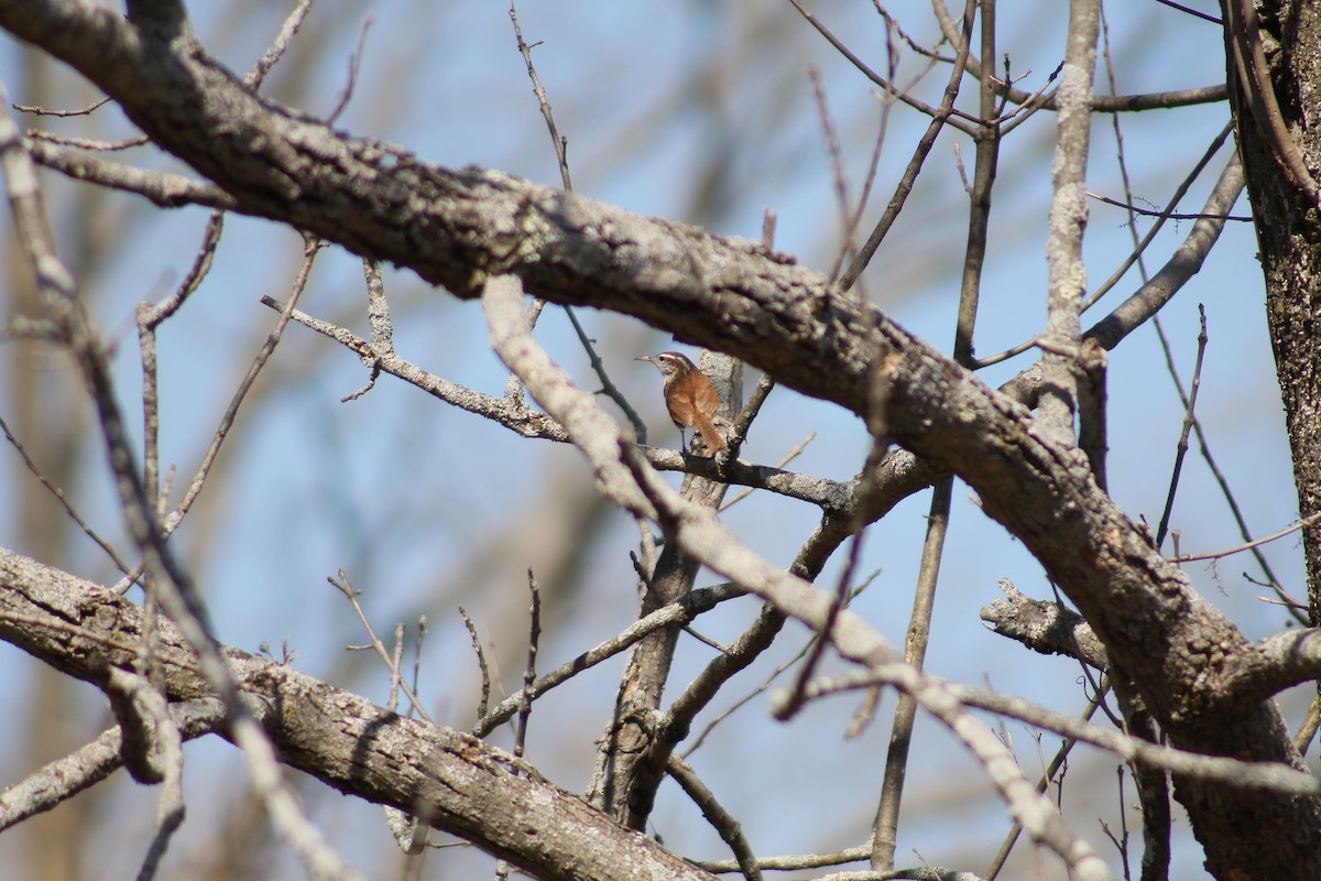 Carolina Wren - ML353187711