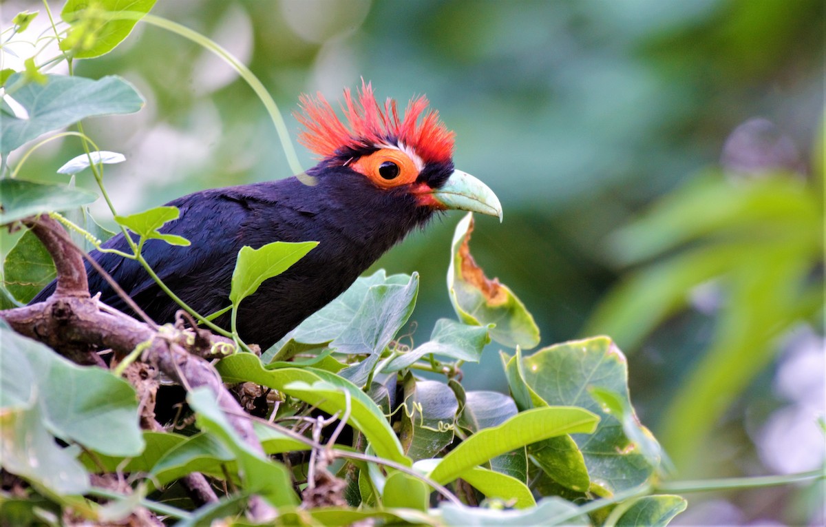 Tepeli Malkoha - ML353188711