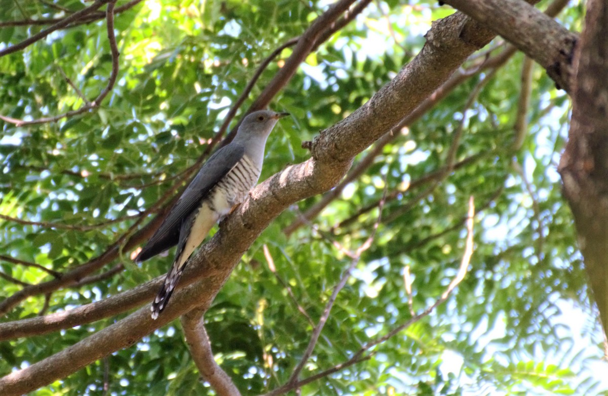 Himalayan/Oriental Cuckoo - Wesley Caballa