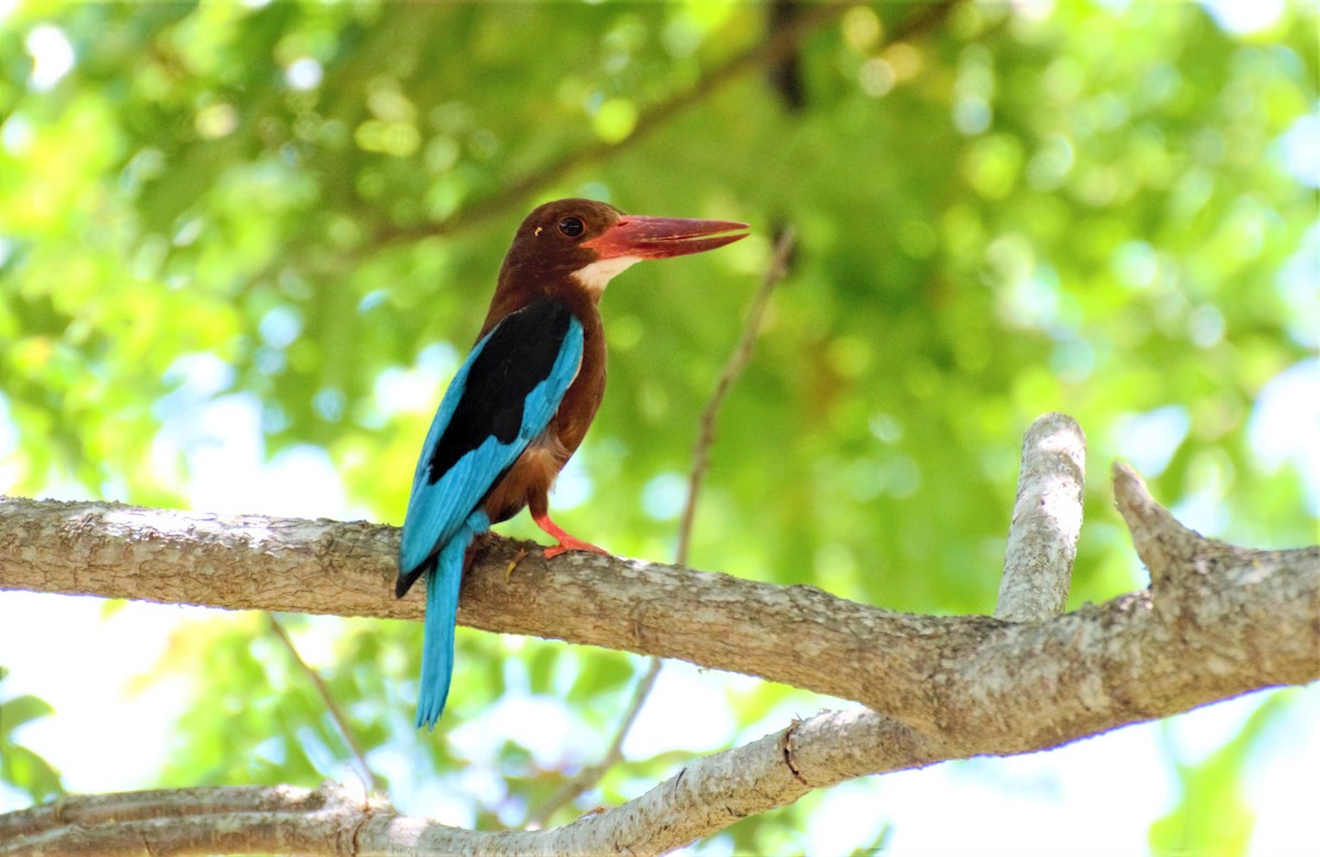 Brown-breasted Kingfisher - Wesley Caballa