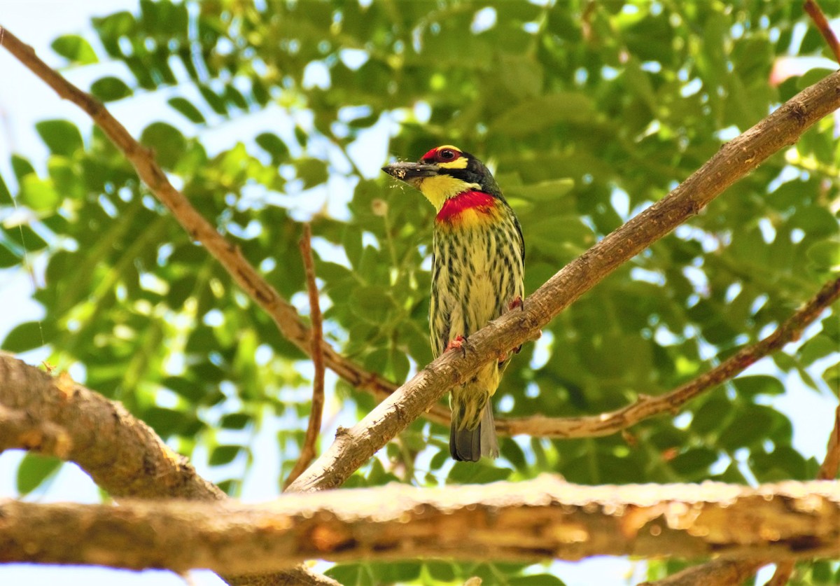 Coppersmith Barbet - ML353188831