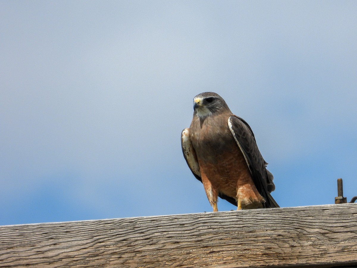 Swainson's Hawk - James Maley