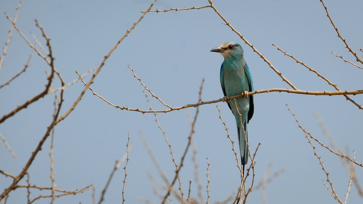 Abyssinian Roller - Markus Craig