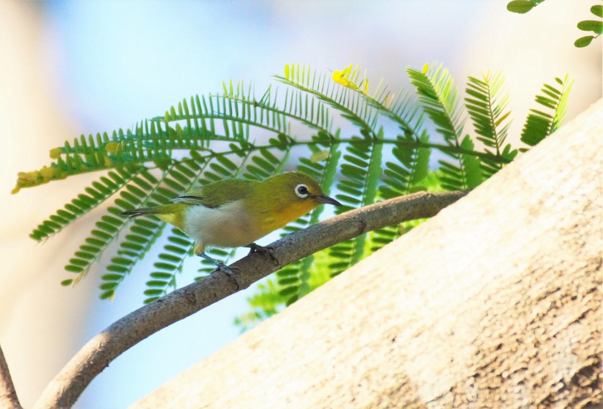 Lowland White-eye - ML353189871