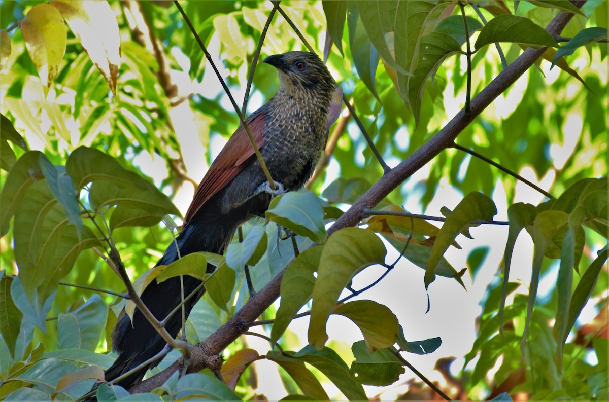Lesser Coucal - Wesley Caballa
