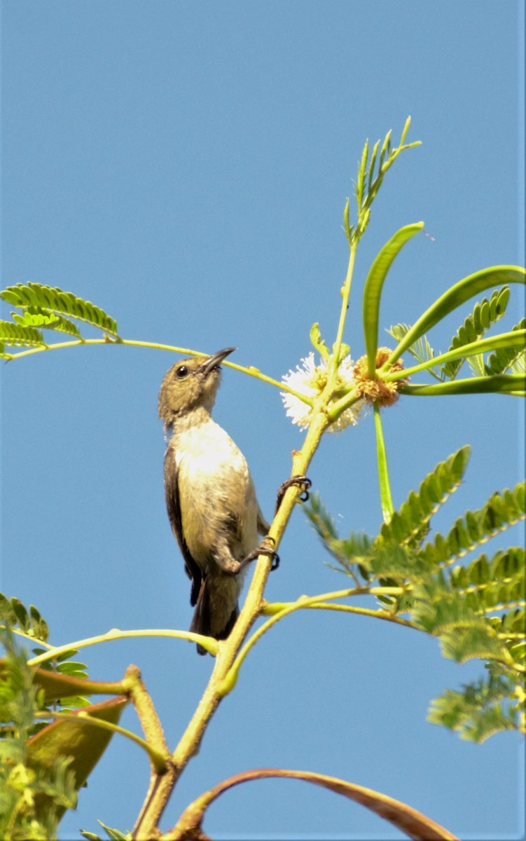 Pied Bushchat - Wesley Caballa