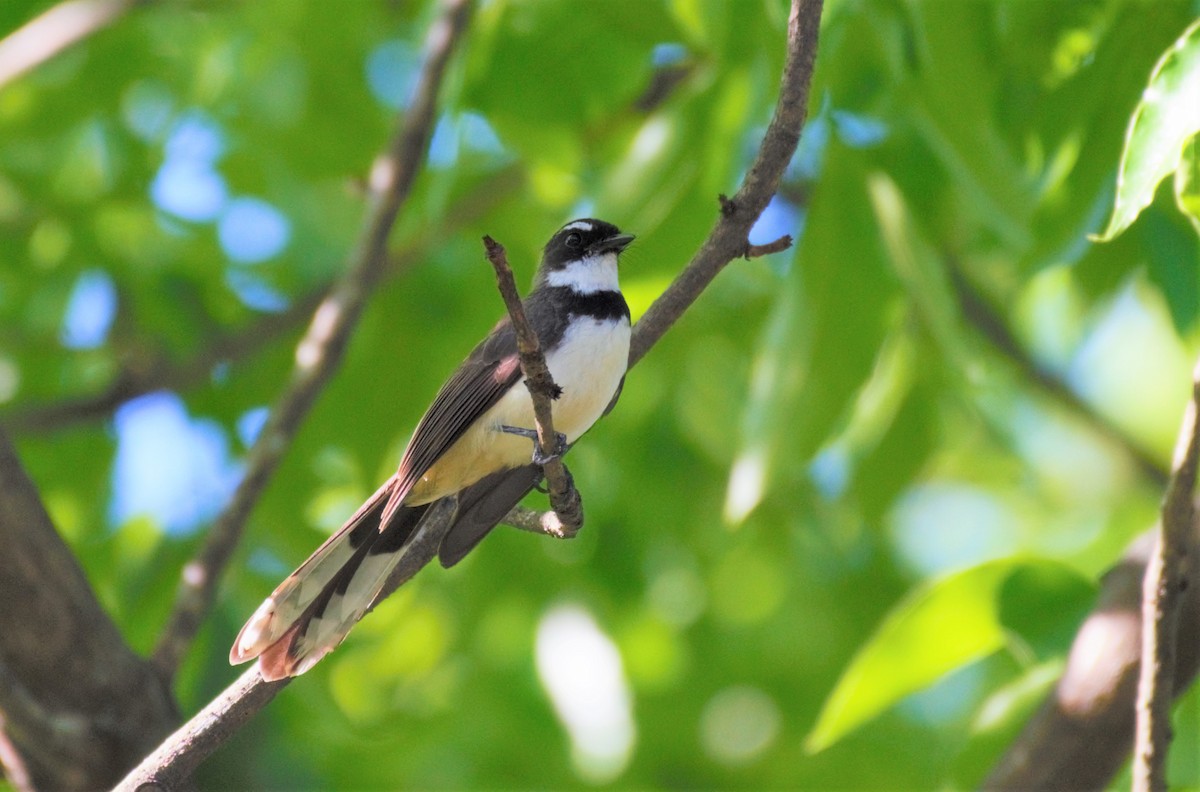 Philippine Pied-Fantail - Wesley Caballa