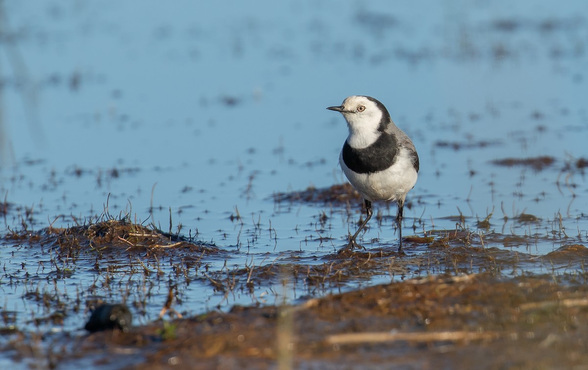 White-fronted Chat - ML353191991