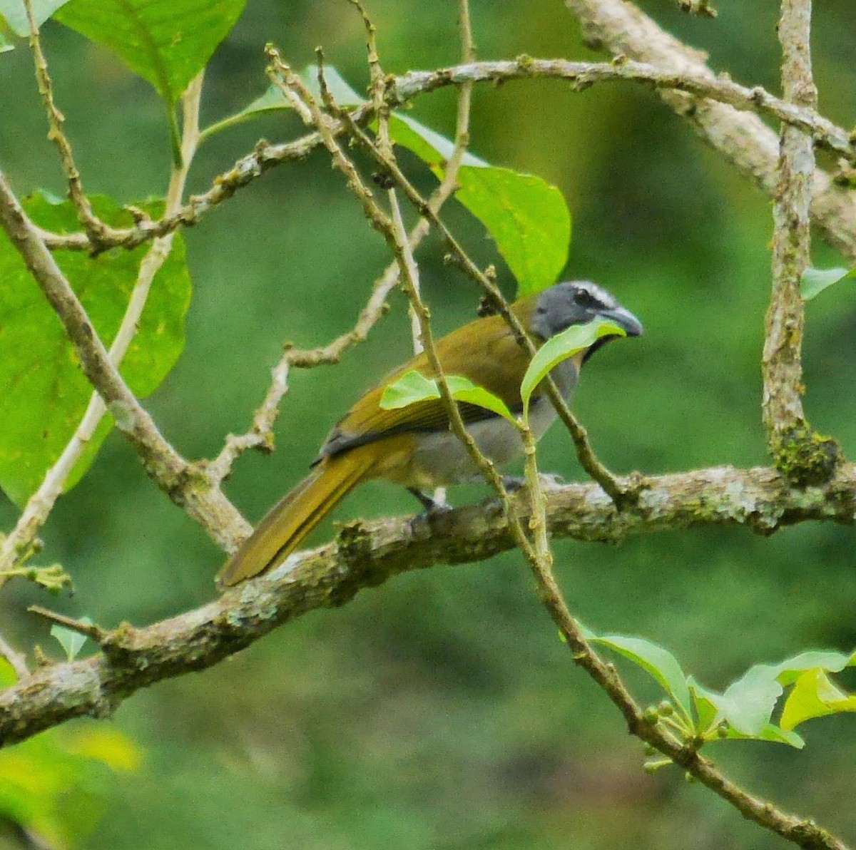 Buff-throated Saltator - David Diller