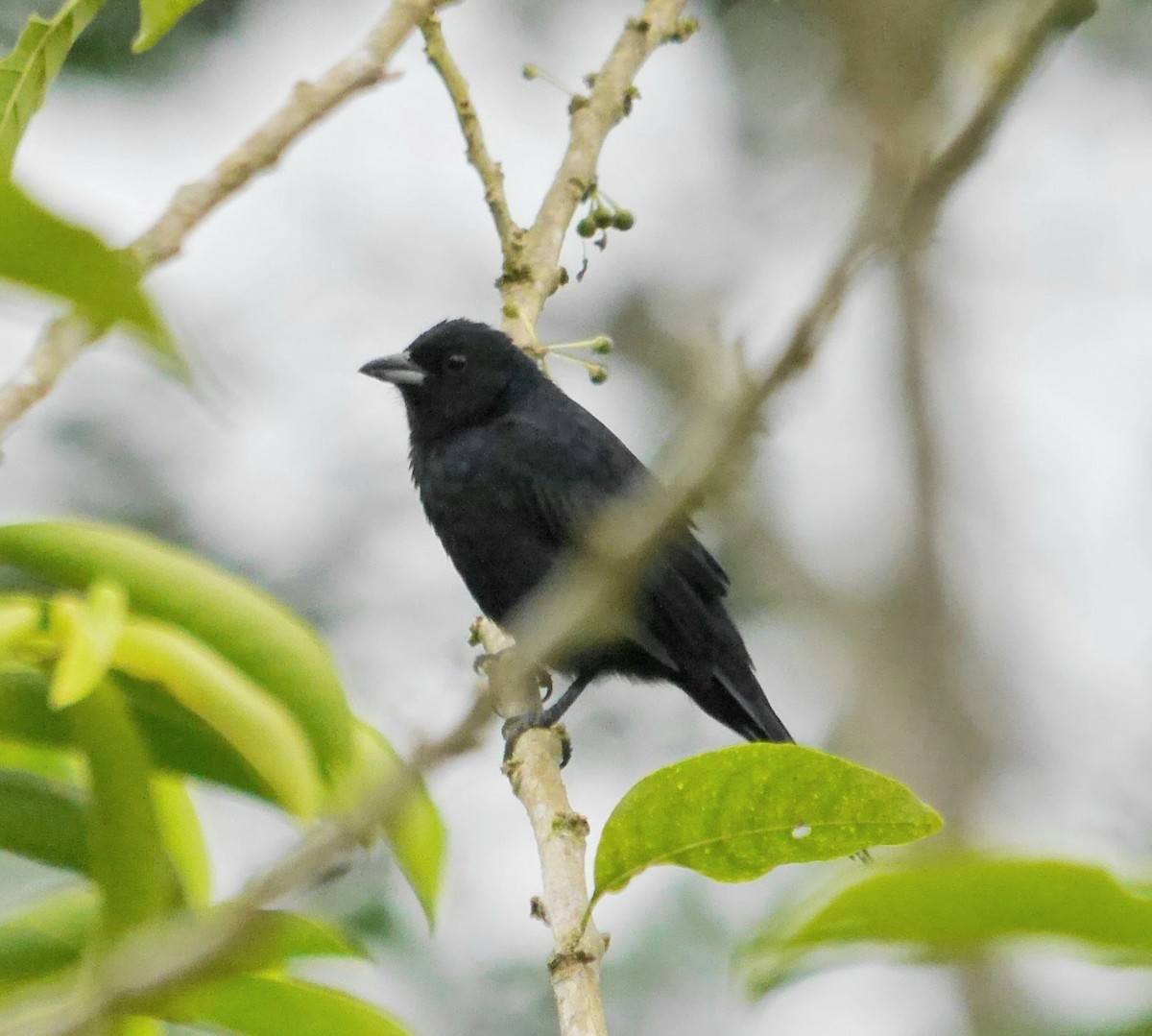 White-lined Tanager - ML353194971