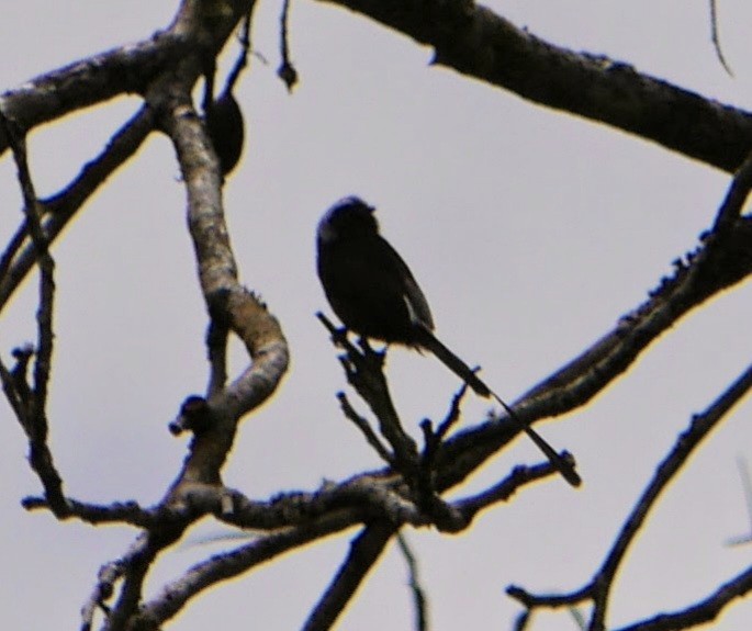 Long-tailed Tyrant - David Diller