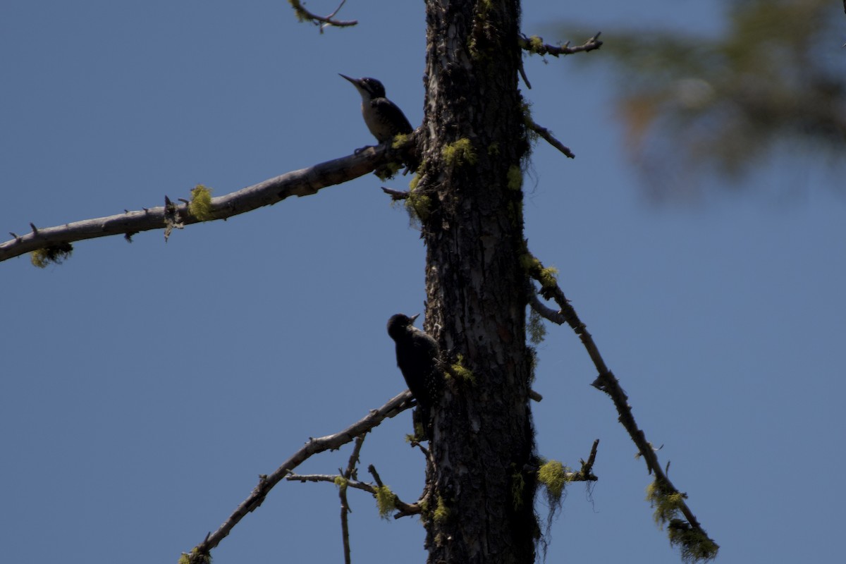 Black-backed Woodpecker - ML353195821