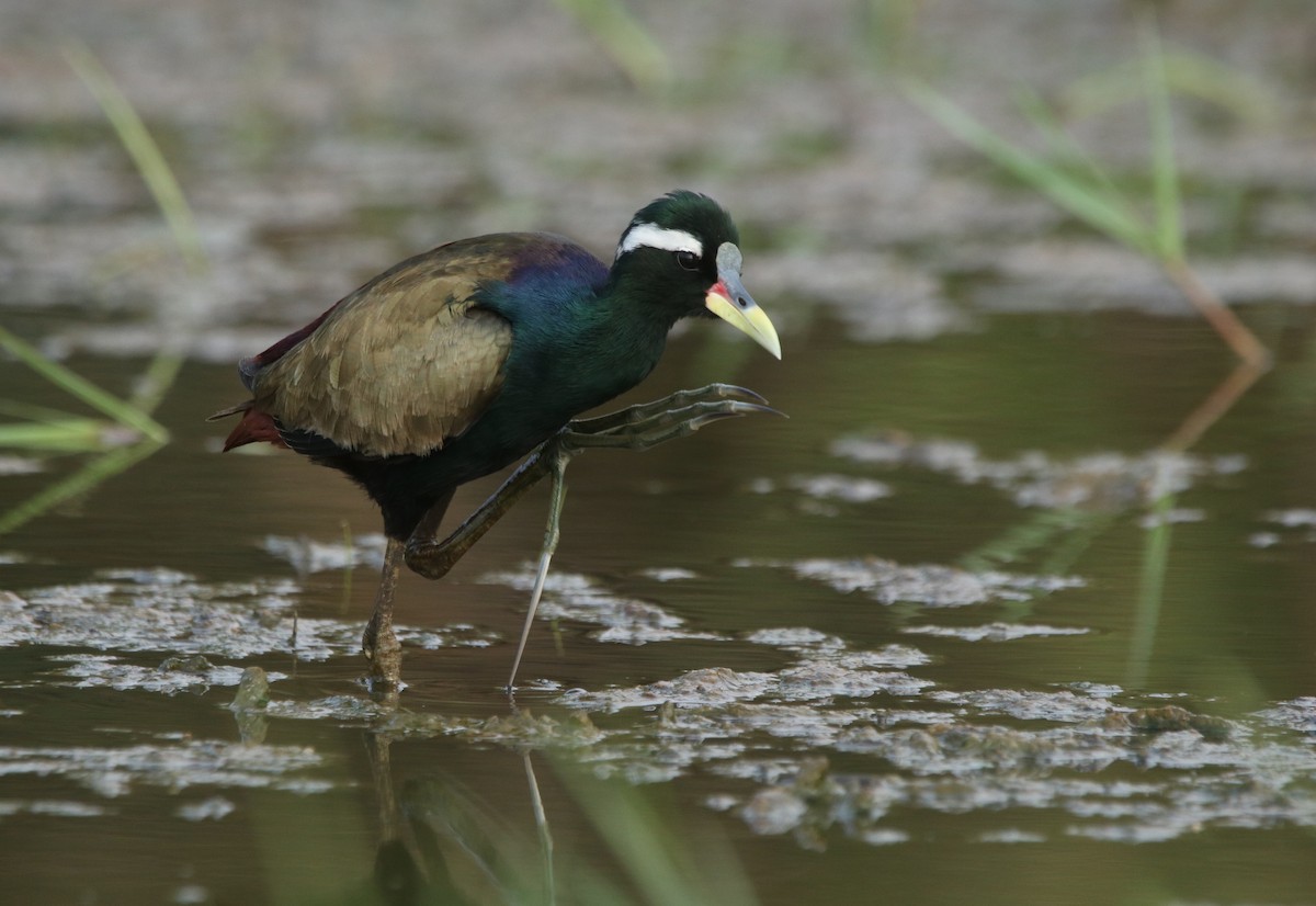 Bronze-winged Jacana - ML353196201