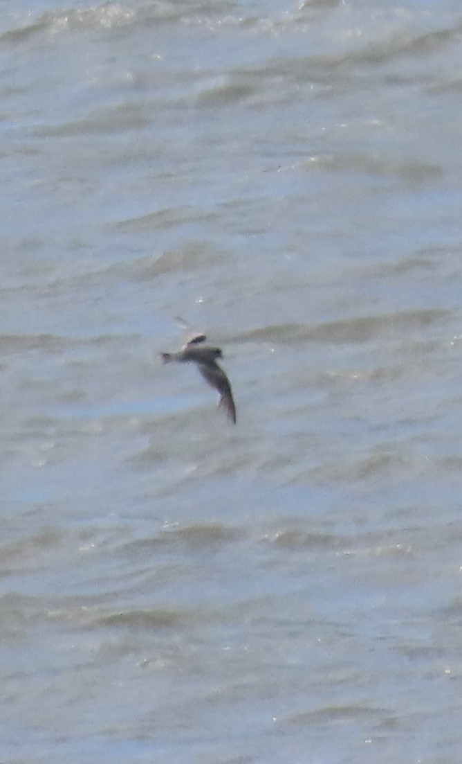 Fork-tailed Storm-Petrel - Laura Burke