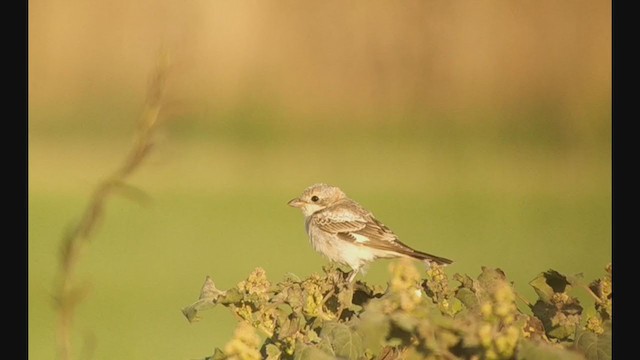 Woodchat Shrike - ML353196931