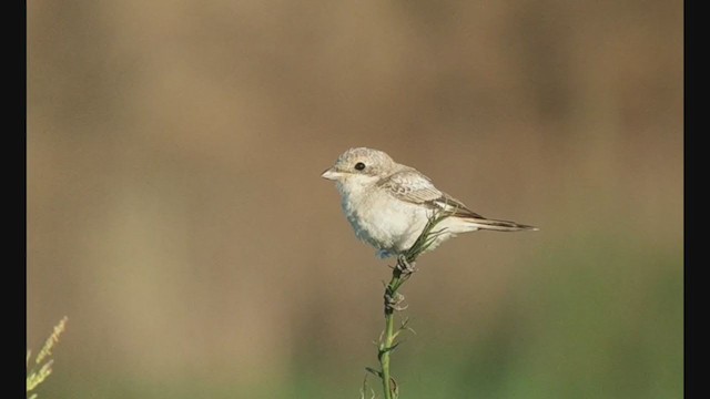 Woodchat Shrike - ML353198531