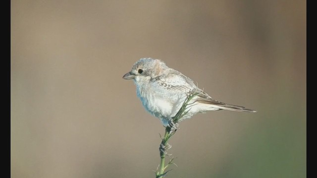 Woodchat Shrike - ML353198901