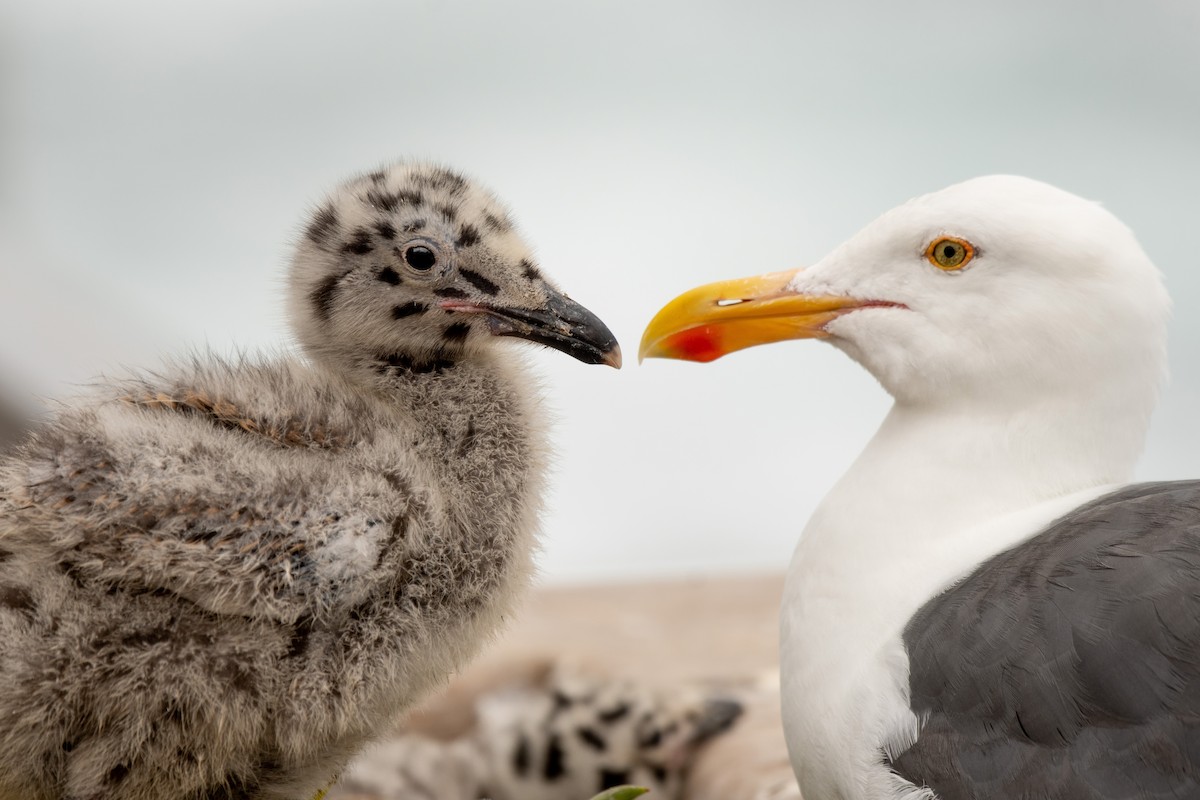 Western Gull - ML353198961