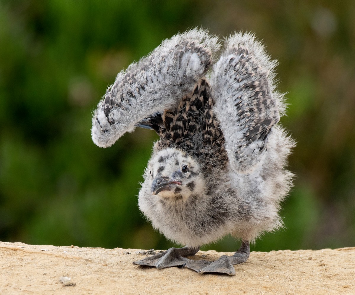 Western Gull - ML353199141