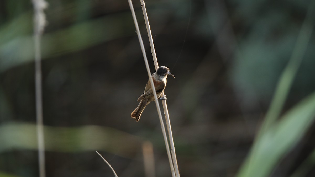 Black-headed Penduline-Tit - ML353199671