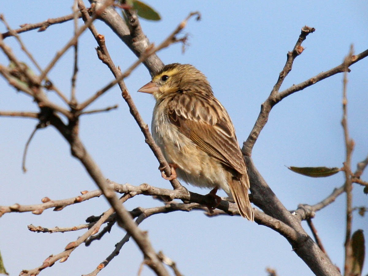 Northern Red Bishop - ML35319991