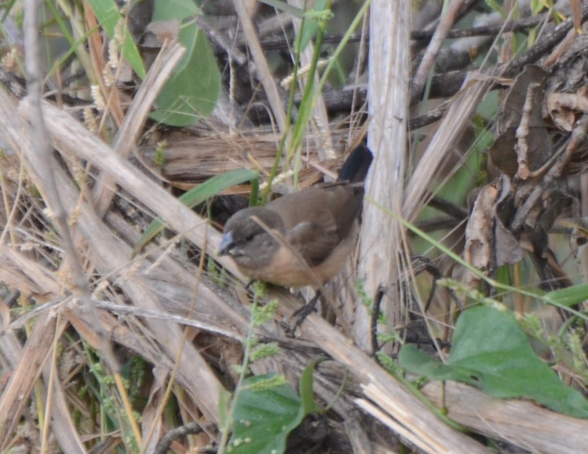Bronze Mannikin - ML35320091