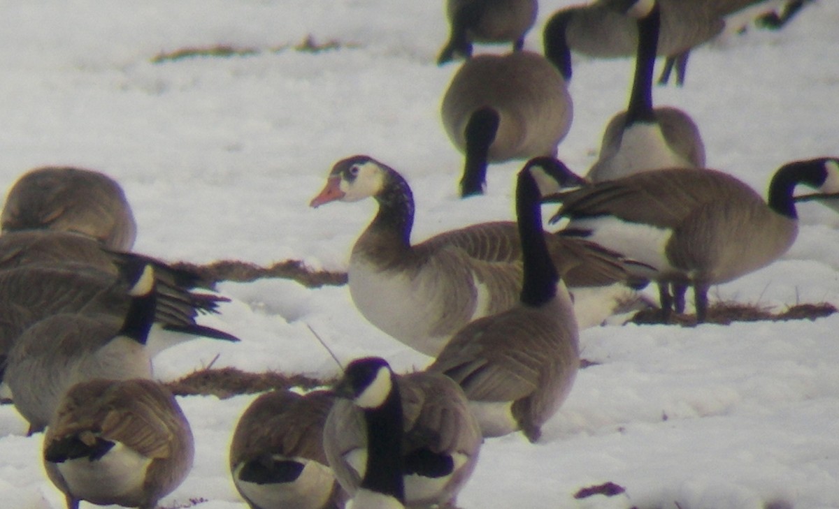 Graylag x Canada Goose (hybrid) - ML35320141