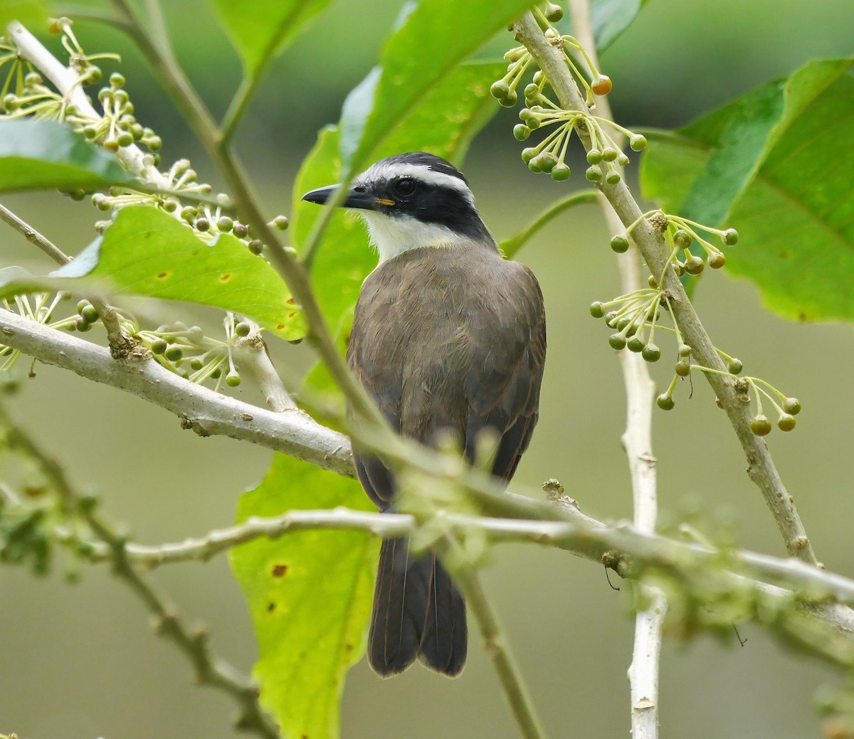 Great Kiskadee - ML353202821