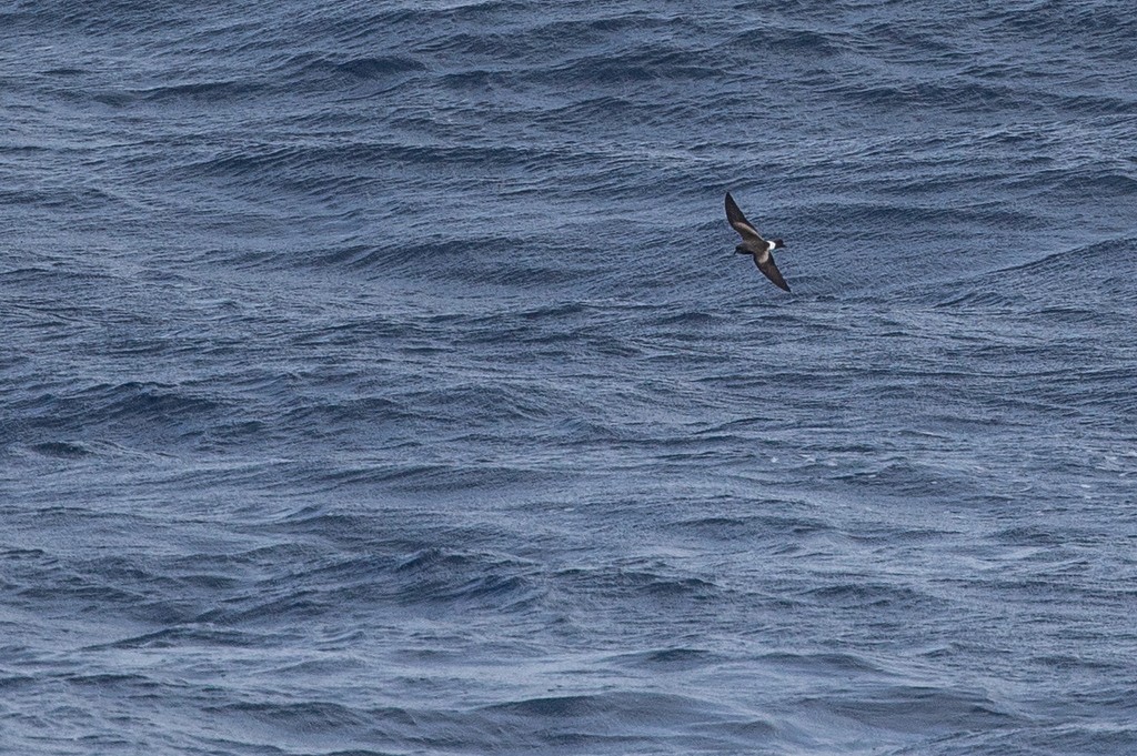 Cape Verde Storm-Petrel - ML353203451