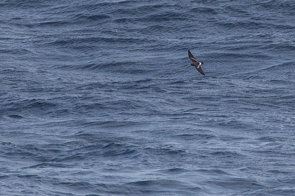 Cape Verde Storm-Petrel - ML353203451