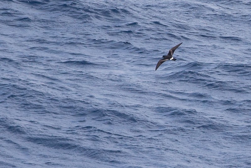 Cape Verde Storm-Petrel - Robert Tizard