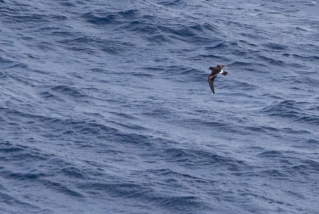 Cape Verde Storm-Petrel - ML353203481