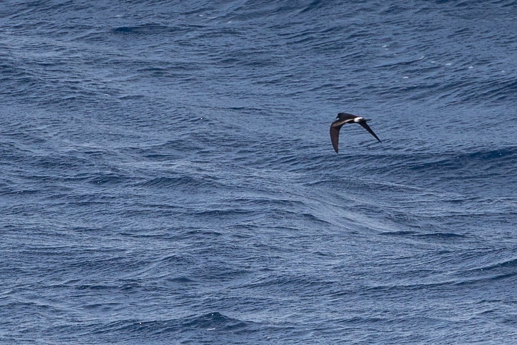 Cape Verde Storm-Petrel - ML353203491