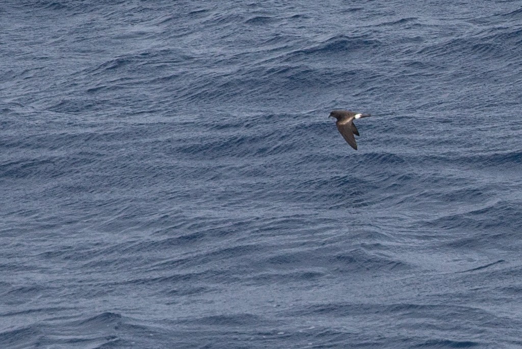 Cape Verde Storm-Petrel - Robert Tizard