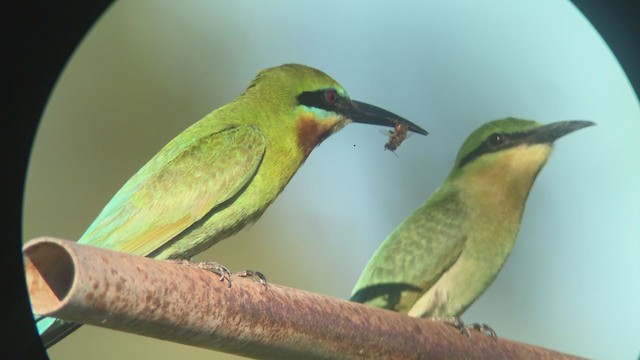 Blue-tailed Bee-eater - ML353203751
