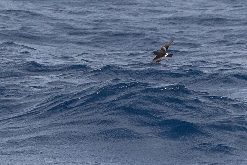 Cape Verde Storm-Petrel - Robert Tizard