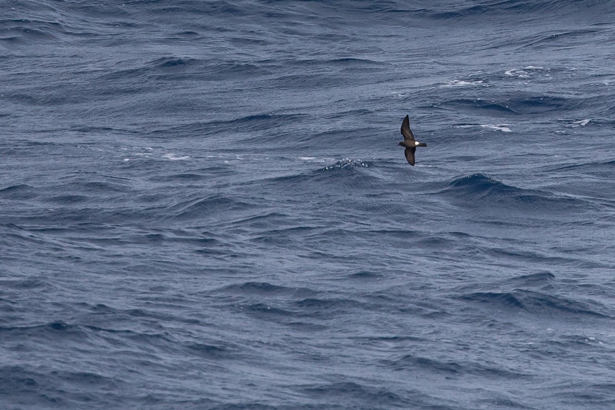 Cape Verde Storm-Petrel - ML353203781