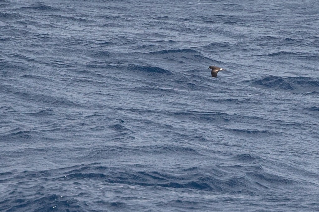 Cape Verde Storm-Petrel - ML353203811