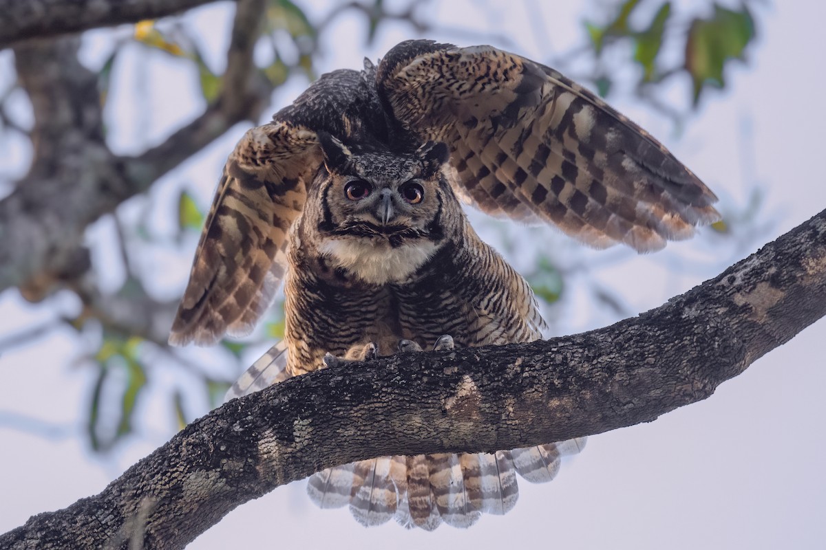 Great Horned Owl - ML353205221