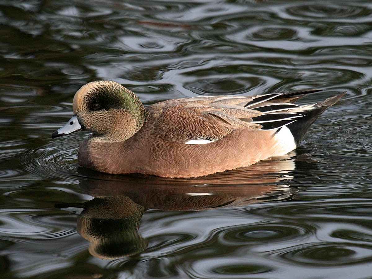 American Wigeon - ML35320641