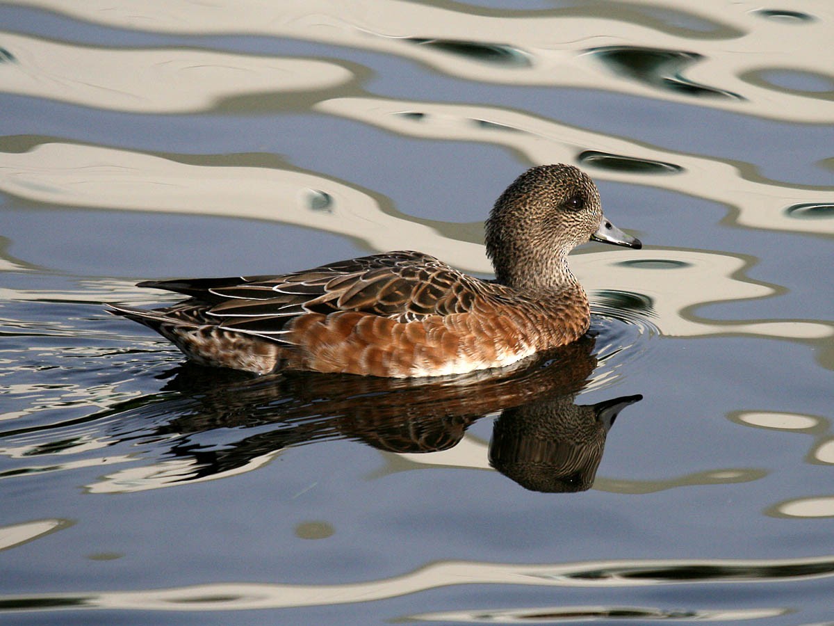 American Wigeon - ML35320651