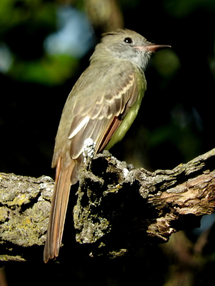 Great Crested Flycatcher - ML35320721