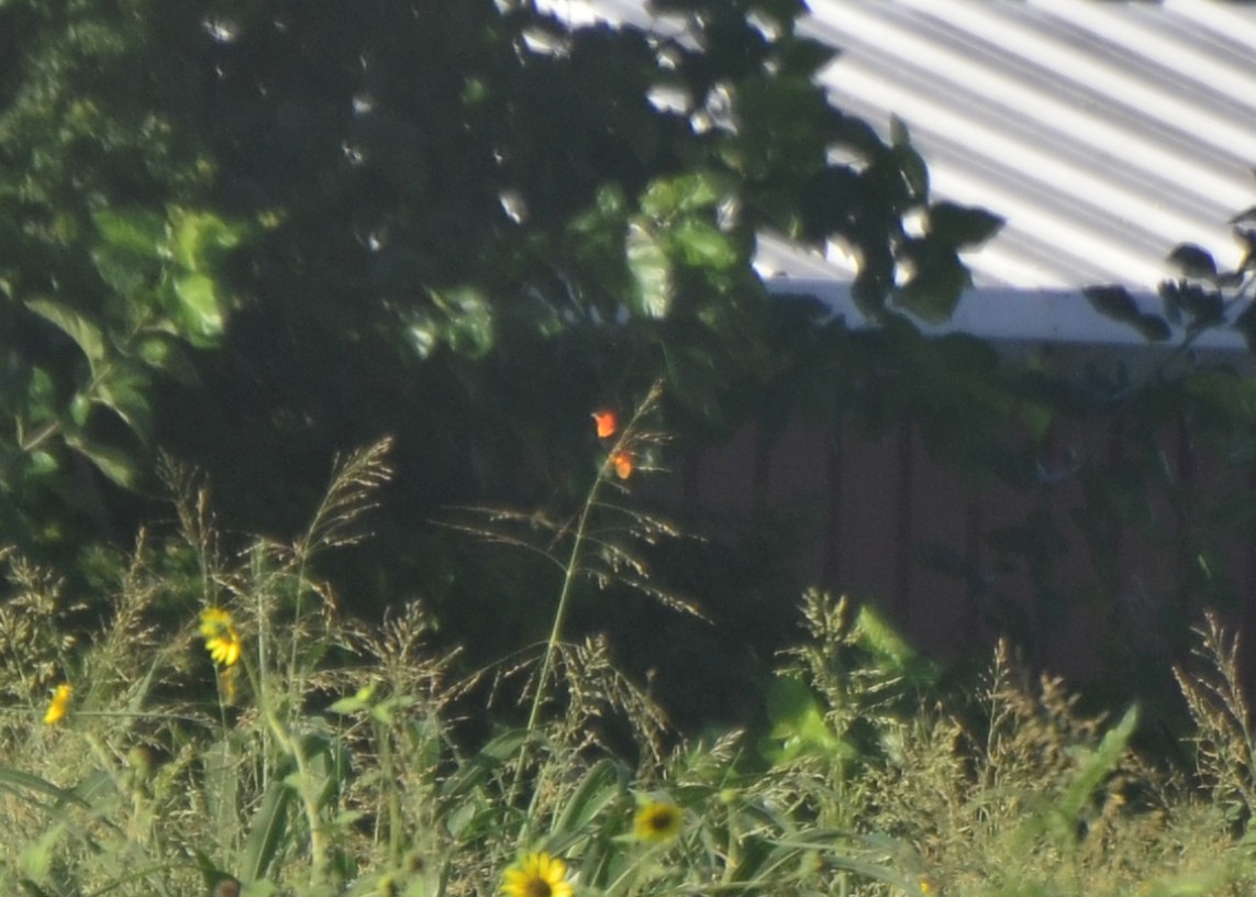 Northern Red Bishop - ML35320741