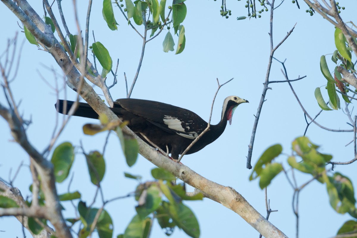 Red-throated Piping-Guan - Mario Vigo