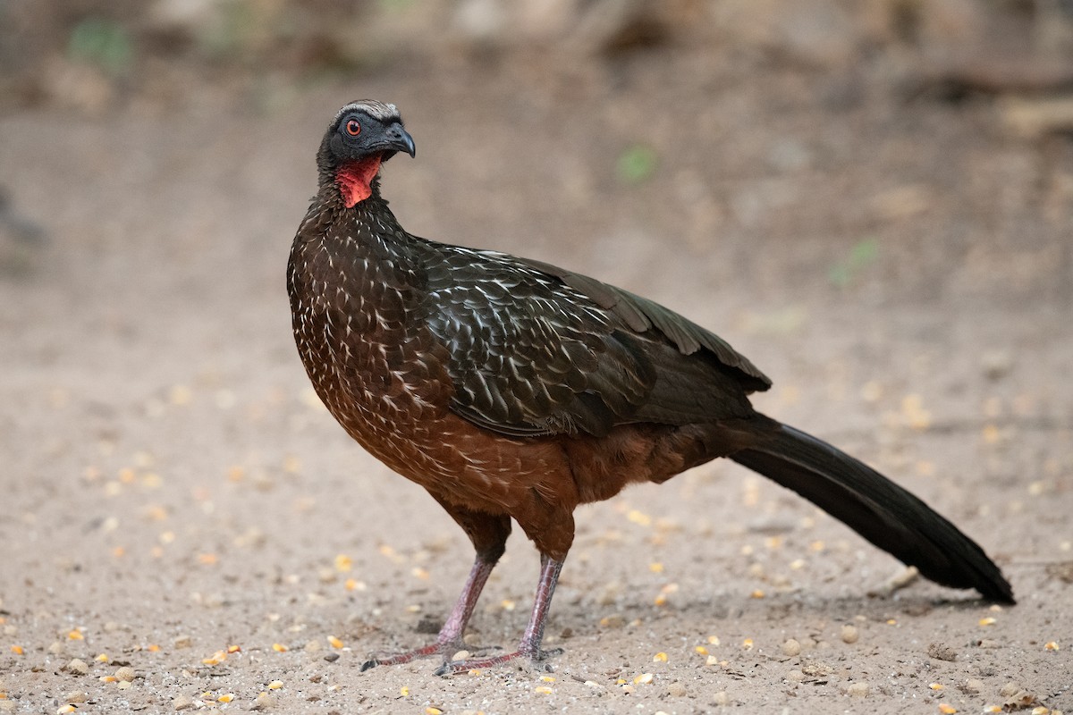 Chestnut-bellied Guan - ML353207571