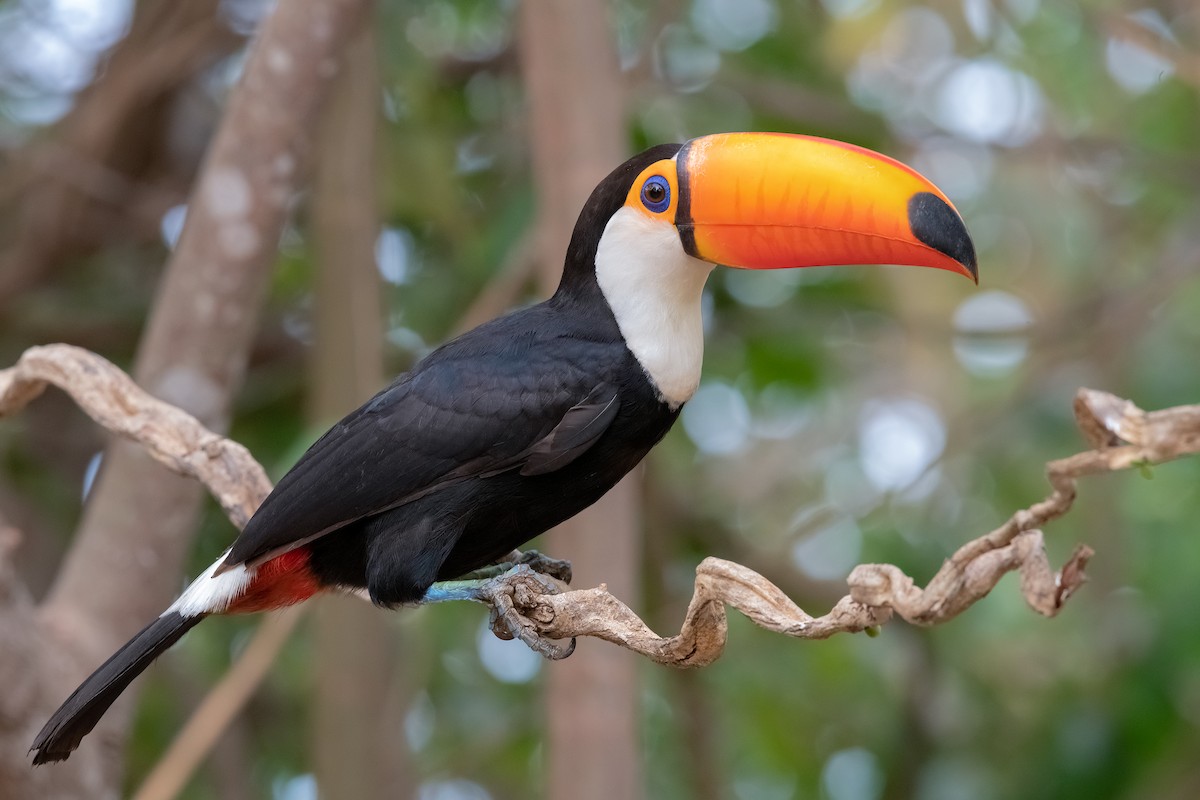 Toucan toco - ML353207731